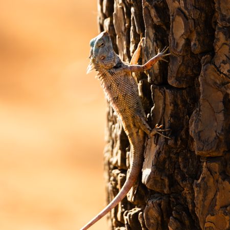 Climbing reptile