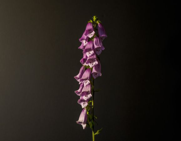 Purple bell flower in dark studio
