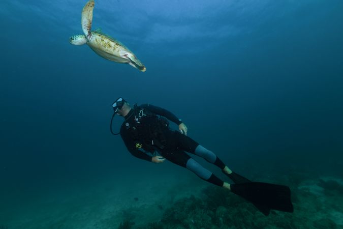 Free diver swimming underwater with big turtle in ocean
