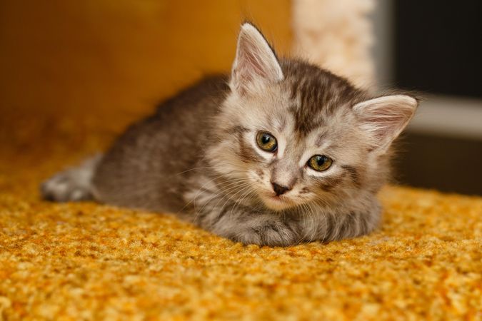 Cute small cat laying on orange floor