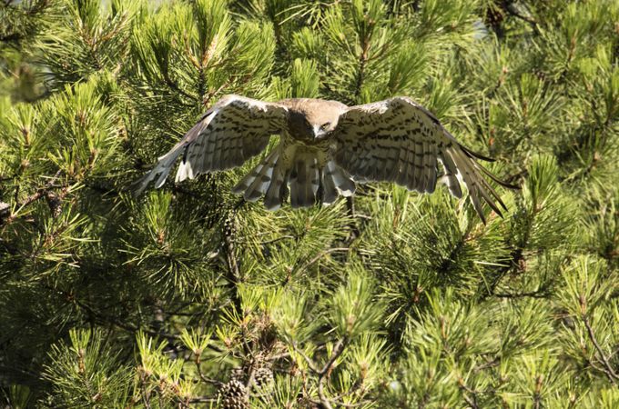 Eagle flying on coniferous tree in sunny day
