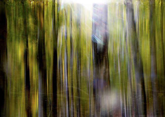 Blurred trees in green forest