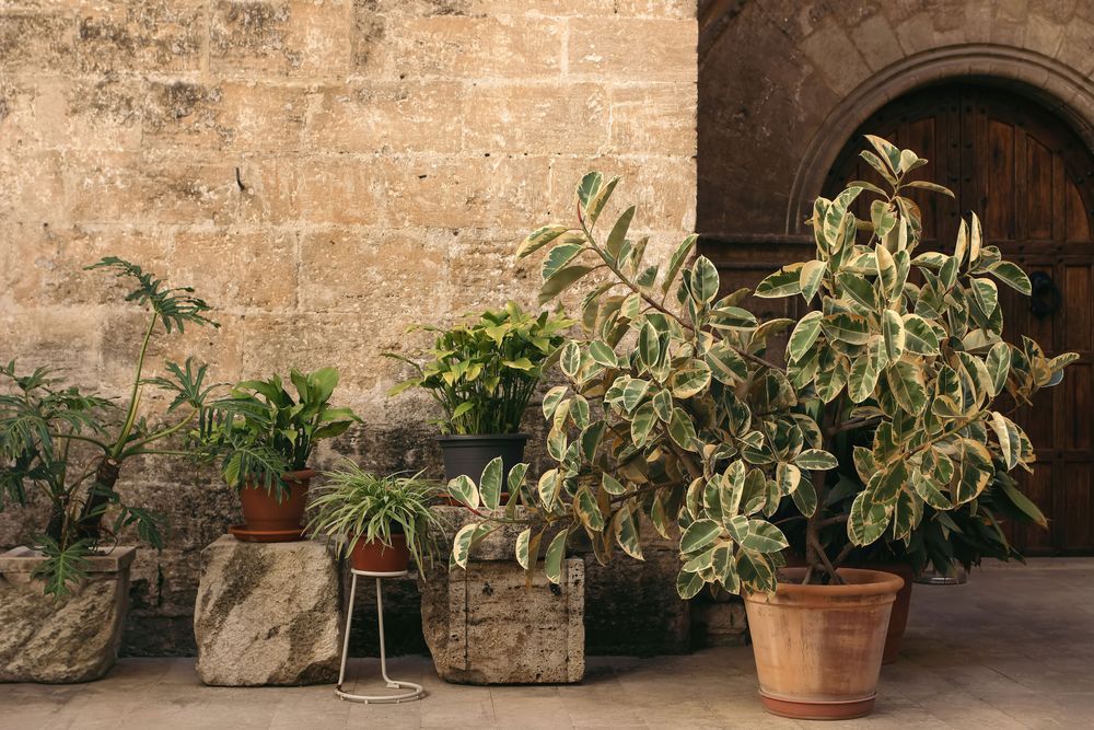 Old courtyard with with potted plants