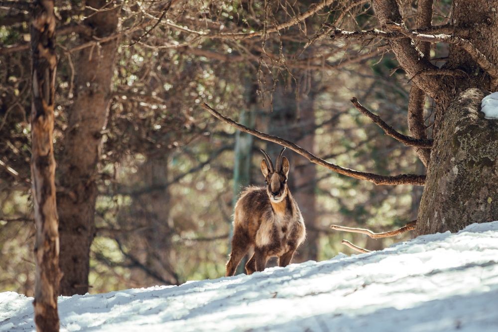Wild goats pasturing near tree between snow