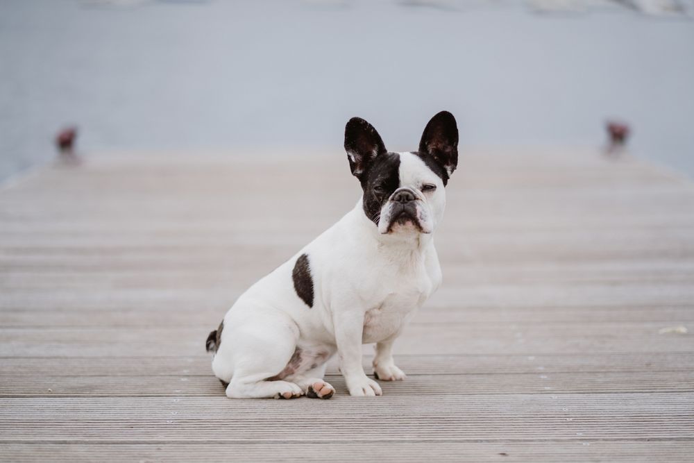 Cute dog on pier near sea
