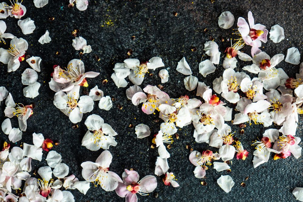 Spring floral concept with apricot blossom