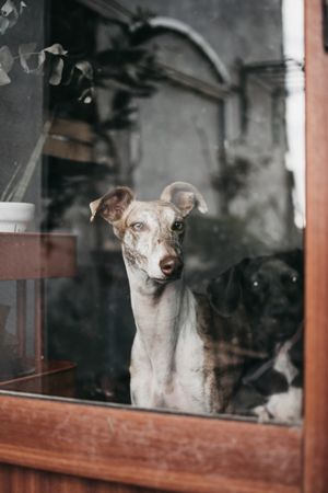 Cute dog behind window