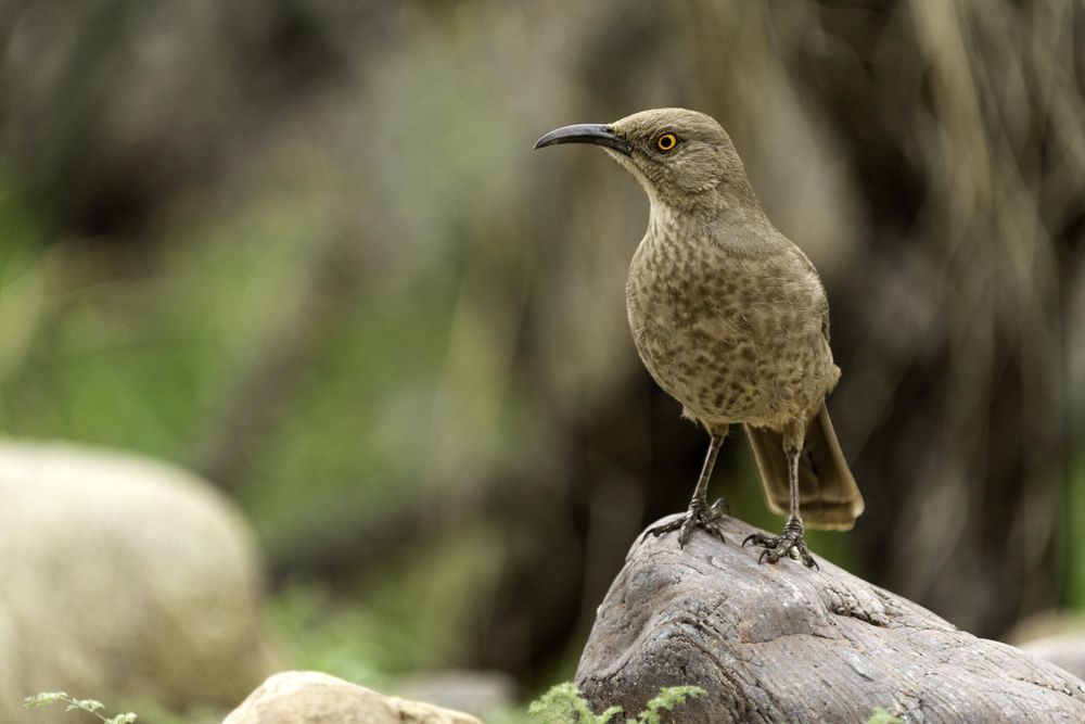Curve-billed Thrasher in Tucson, Arizona