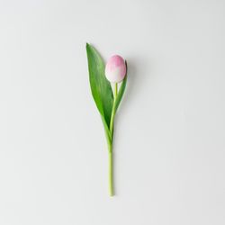Tulip with egg instead of flpwer on light background