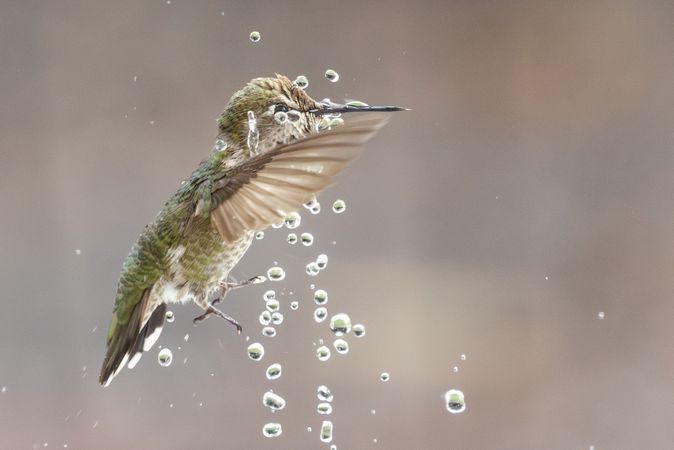 Beautiful Immature Male Anna's Hummingbird Enjoying The Water Fountain