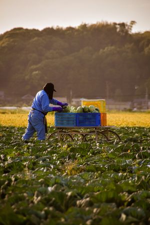 Side view of farmer in blue overall harvesting in an agricultural land in Itoshima, Fukuoka, Japan