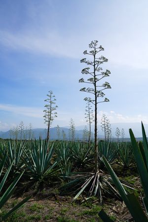 Field of blooming agave