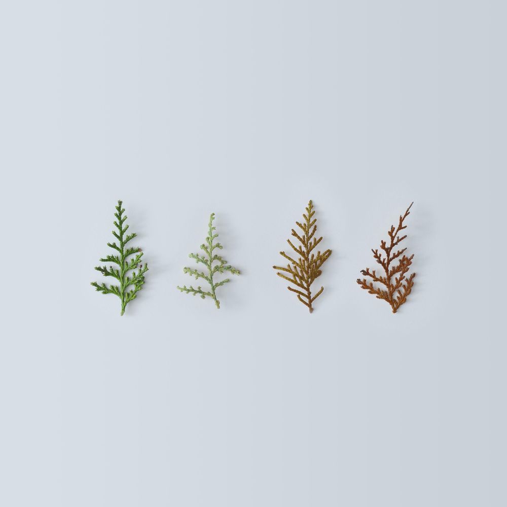 Pine tree branches arranged in different stages of being dried on light background