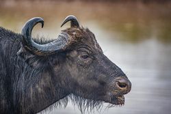 Cape Buffalo in Kenya, Africa