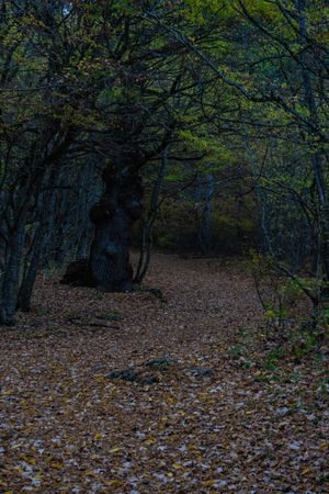 Dark forest pathway in autumnal Caucasus mountan in Tianeti area in Georgia