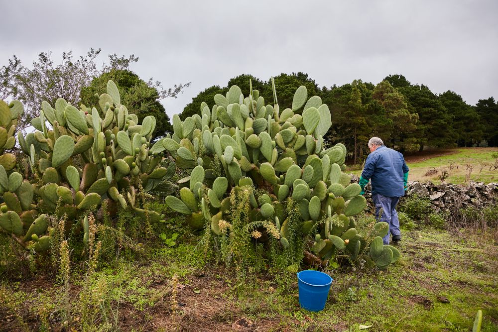 Man peeling sweet pear cactus