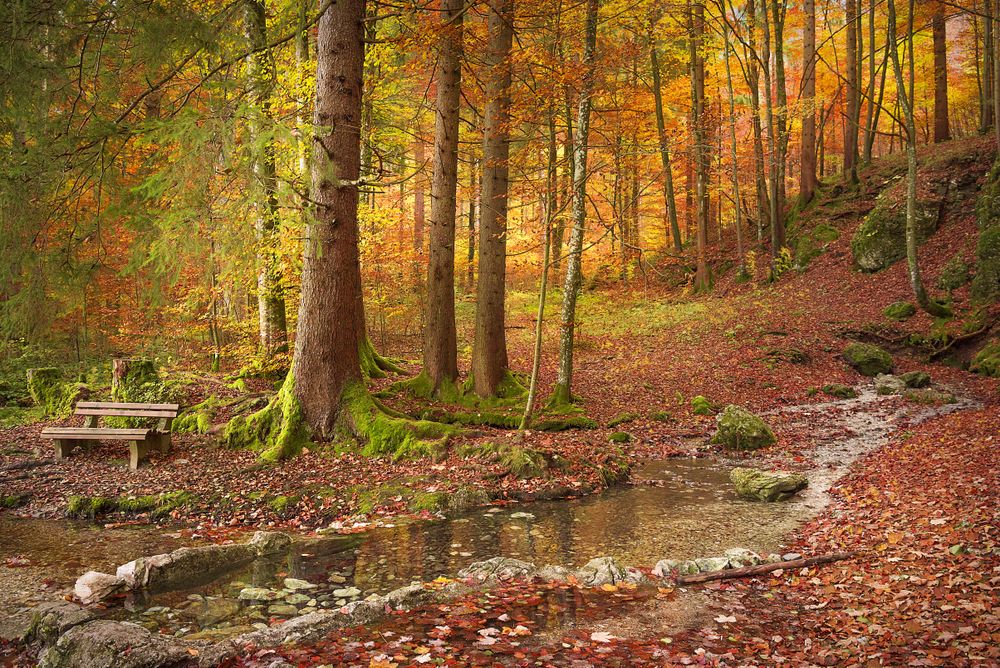 Forest in autumn colors