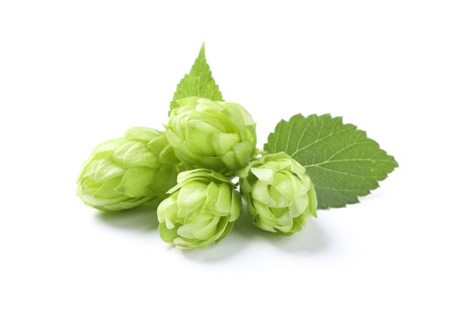 Green fresh hop cones isolated on plain background, close up