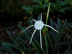 Beach spider lily flower