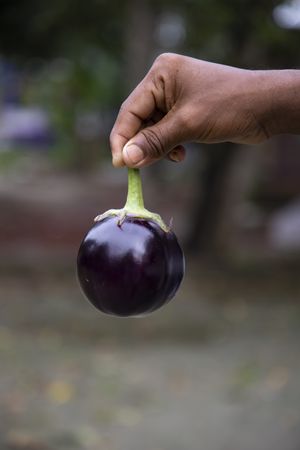 An eggplant in the farmer's hand with a shallow depth of field