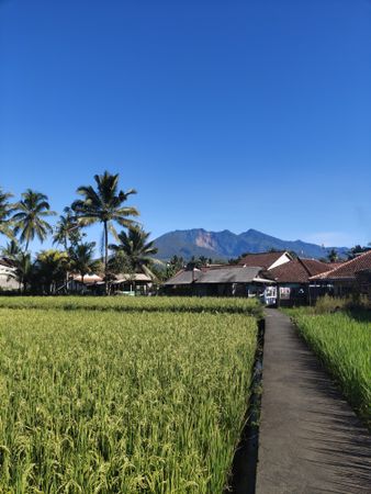 The view of tasik