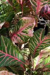 Tropical leaves