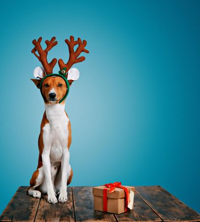 Dog wearing festive antlers on wooden table with present and blue background