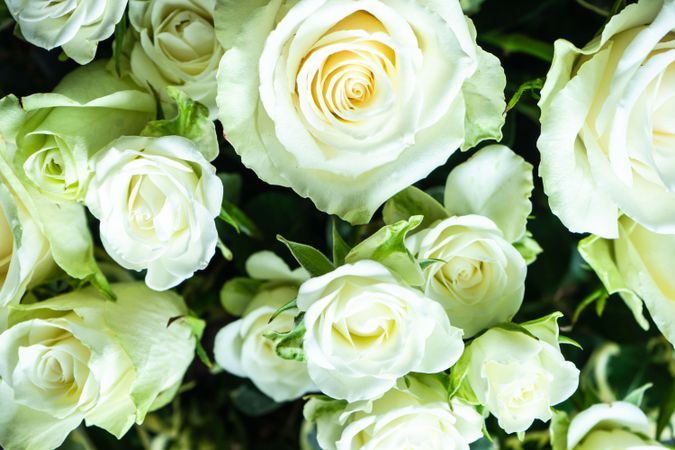 Close up of roses in bouquet