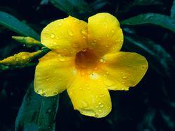 Allamanda cathartica flower