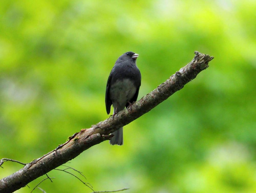 Blue Beauty: Macro Shot of a Small Blue Bird Perched on a Branch