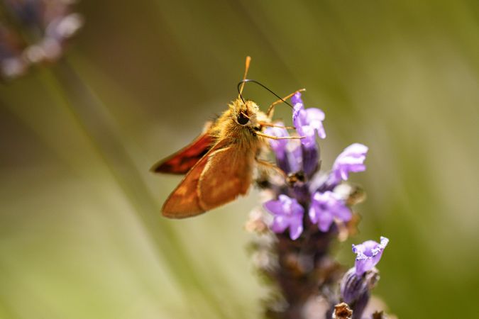 Side view close up of butterfly on purple flower