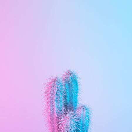 Cactus in vibrant bold gradient purple and blue holographic colors