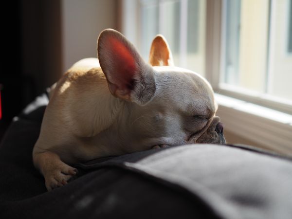 French bulldog sleeping on cushion