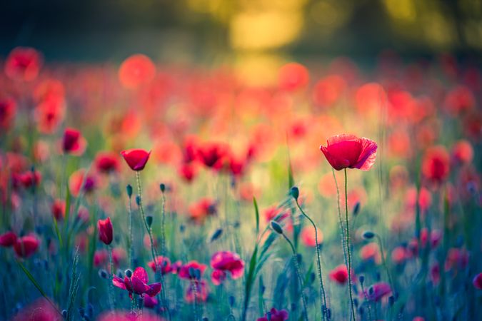 Close up poppy flowers in a field