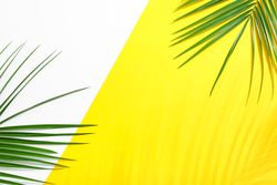 Beautiful palm leaves on two tone background, top view and space for text. Exotic plant