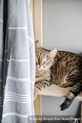 Brown tabby cat on wooden shelves beA2Kb
