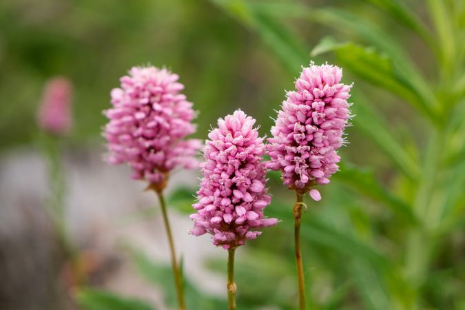 Close-up pink wildflowers in natural setting.