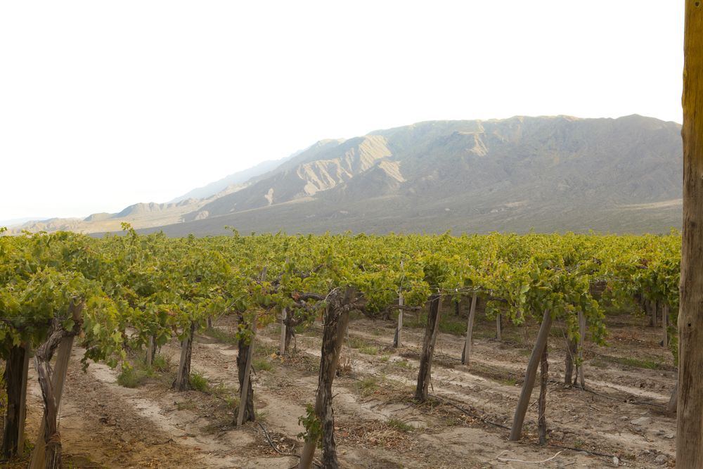 Ripening grape at vineyard