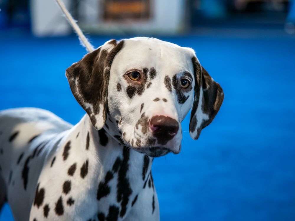 Beautiful Dalmatian with brown spots. Elegant dog.