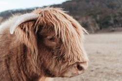 Highland cattle outdoor