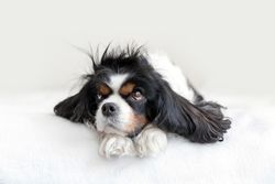 Cavalier spaniel with head on its paws on bed