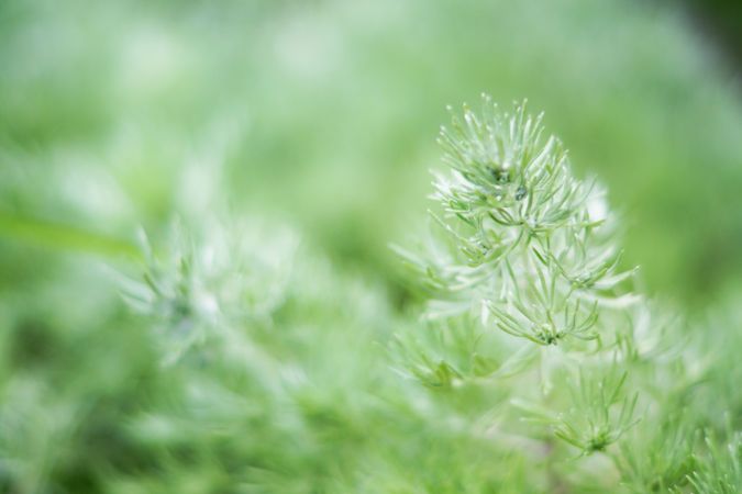 Green spruce plant growing in park