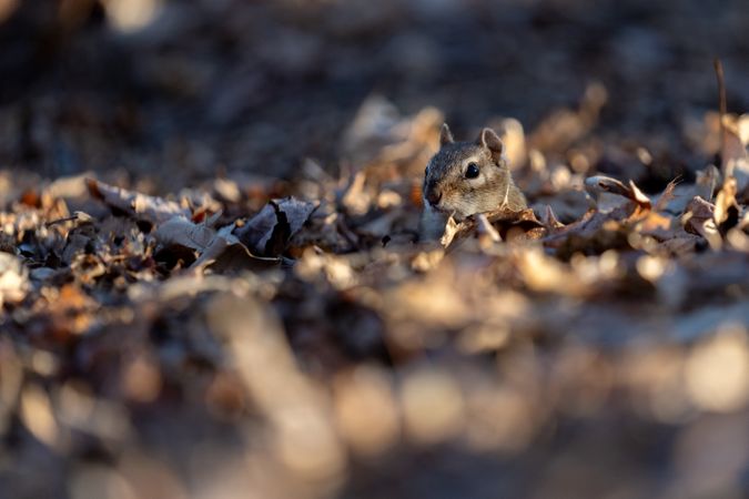 A chipmunk at the entrance of their burrow in Aitkin County, Minnesota