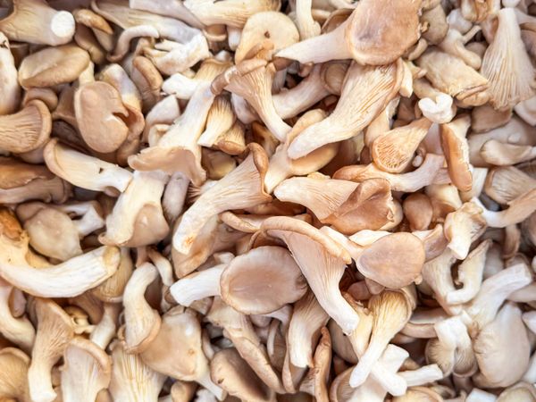 Chanterelle mushrooms for sale in market
