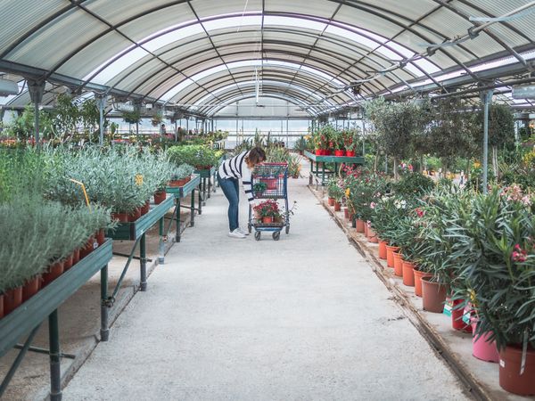 Female customer choosing flowers in greenhouse