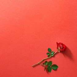 Red rose on red background