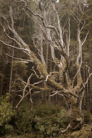 Old leafless tree in forest park