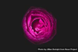 Close up of center of pink camellia flower in dark studio 0gky70