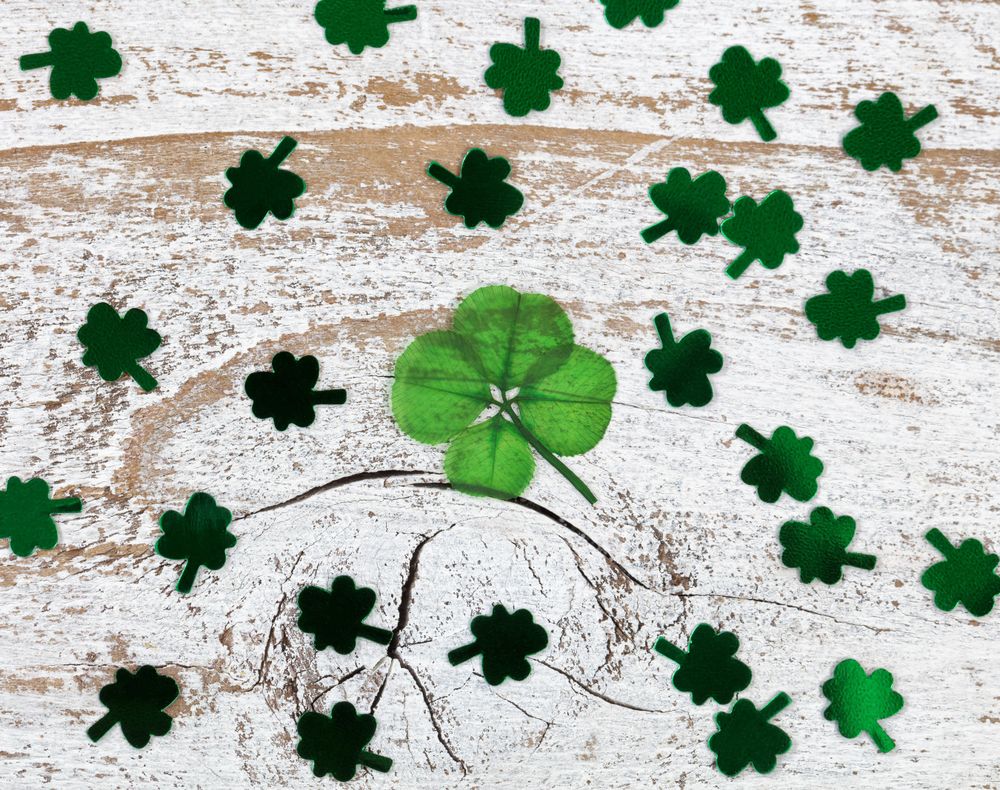 Real four leaf clover for St Patrick