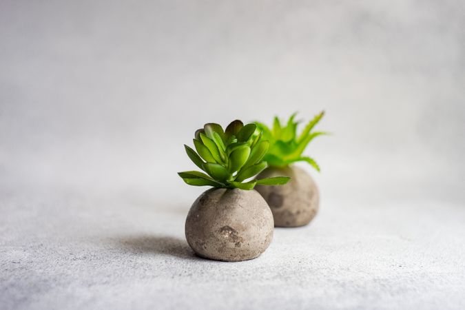 Minimalistic plant concept